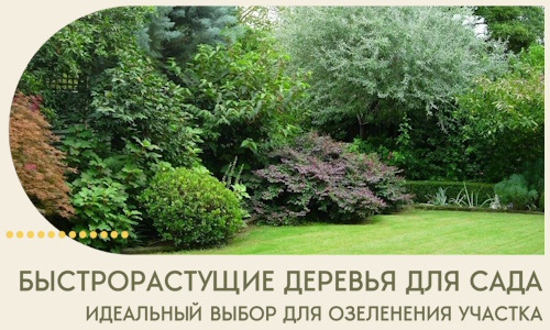 Быстрорастущие деревья для сада идеальный выбор в Ишимбае